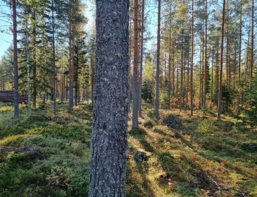 Lähipuuta tuotetaan vastuullisesti – ympäristöä kunnioittaen