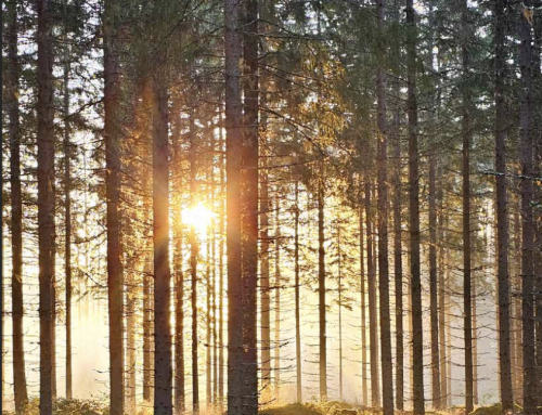 Kuntapäättäjien kannattaa suunnata rakentamista puumateriaaliin