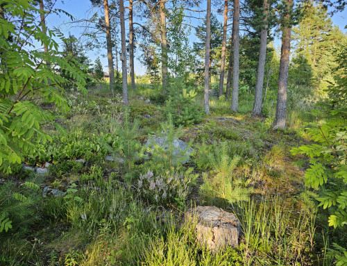 Metsäkatoasetus, eli EUDR lykkääntyy vuodella – mitä se tarkoittaa pienille Sahayrittäjien jäsenyrityksille