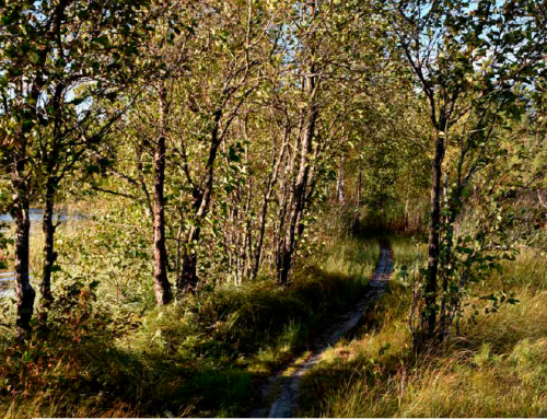 Sahayrittäjä 3/2026 on ilmestynyt – puuta jalostetaan yhä pidemmälle